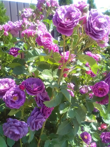  - Gradina luna mai 2018