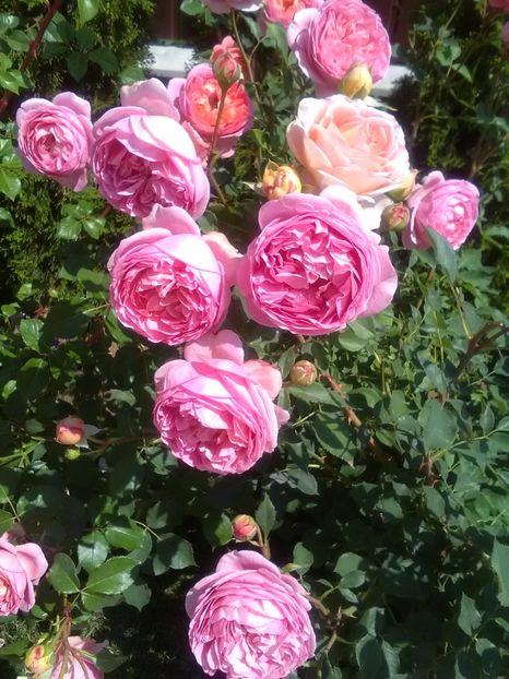  - Gradina luna mai 2018