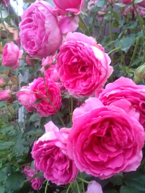  - Gradina luna mai 2018