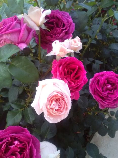  - Gradina luna mai 2018