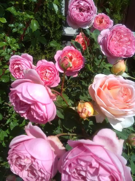  - Gradina luna mai 2018