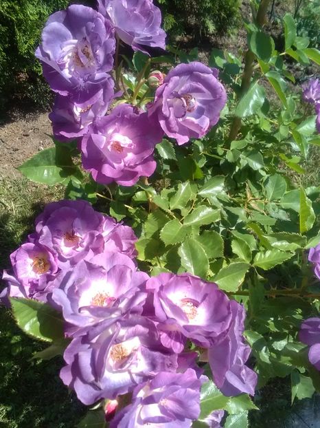  - Gradina luna mai 2018