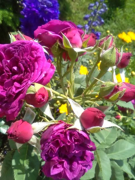  - Gradina luna mai 2018