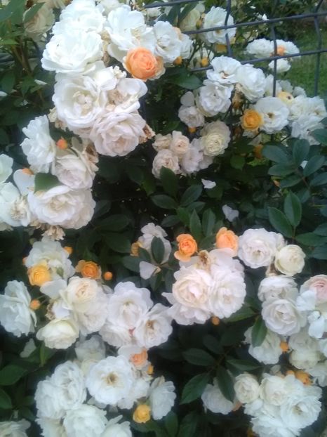  - Gradina luna mai 2018
