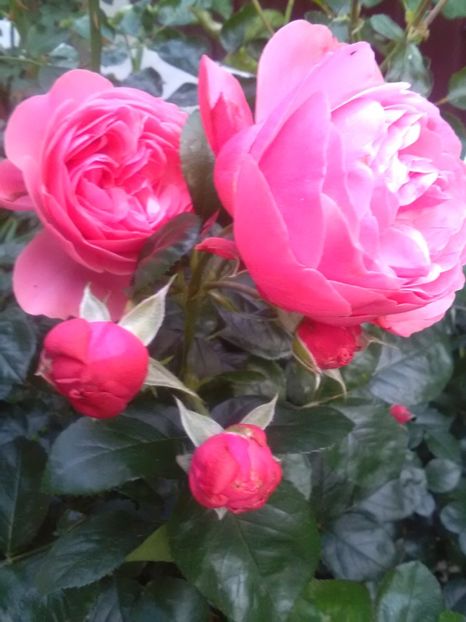  - Gradina luna mai 2018