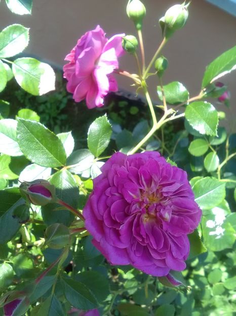  - Gradina luna mai 2018