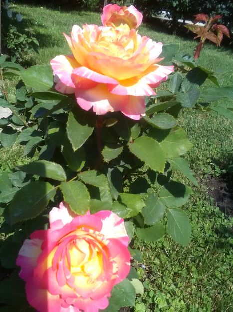  - Gradina luna mai 2018