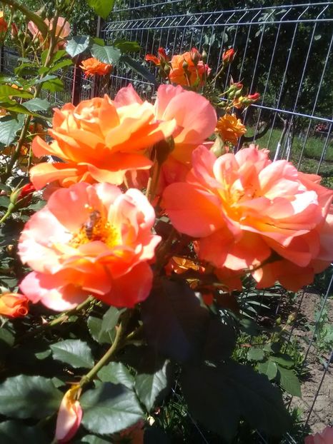  - Gradina luna mai 2018