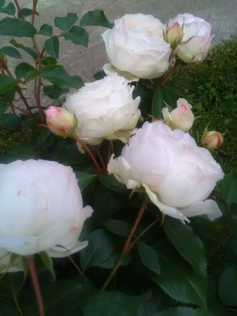  - Gradina luna mai 2018