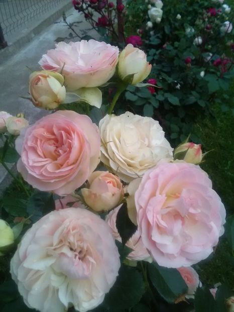  - Gradina luna mai 2018