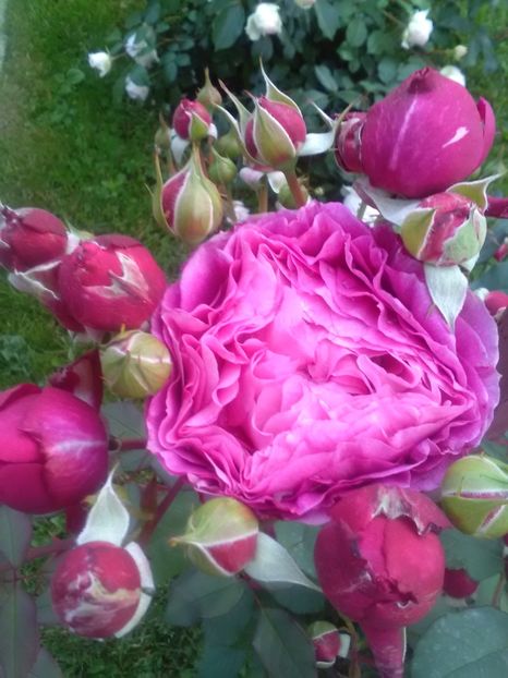  - Gradina luna mai 2018