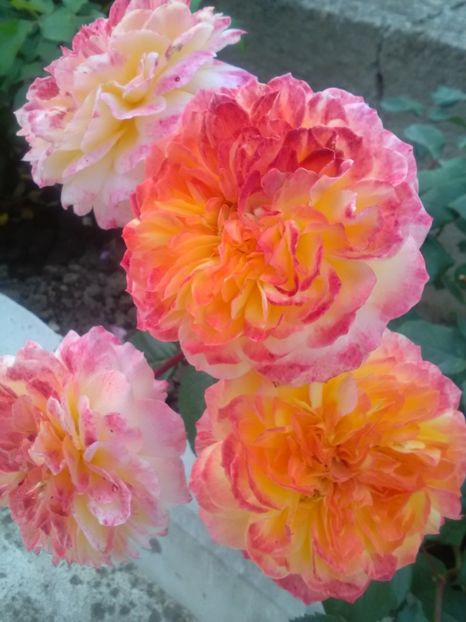  - Gradina luna mai 2018