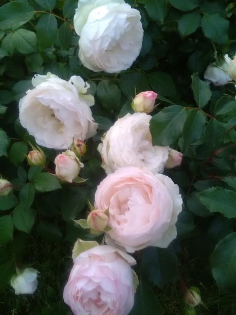  - Gradina luna mai 2018