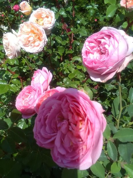  - Gradina luna mai 2018