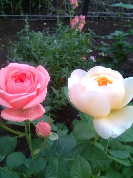  - Gradina luna mai 2018