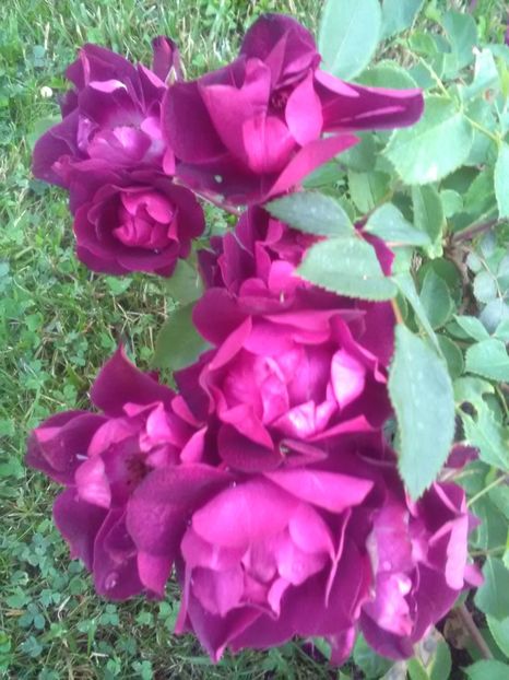  - Gradina luna mai 2018