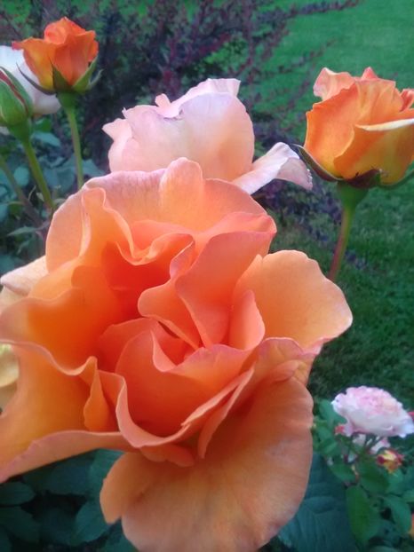  - Gradina luna mai 2018