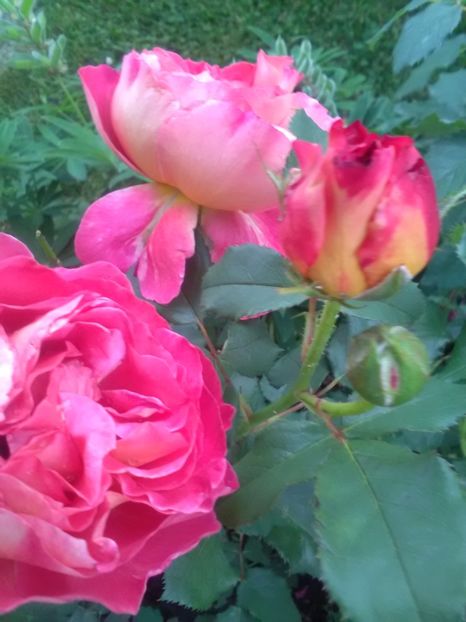  - Gradina luna mai 2018