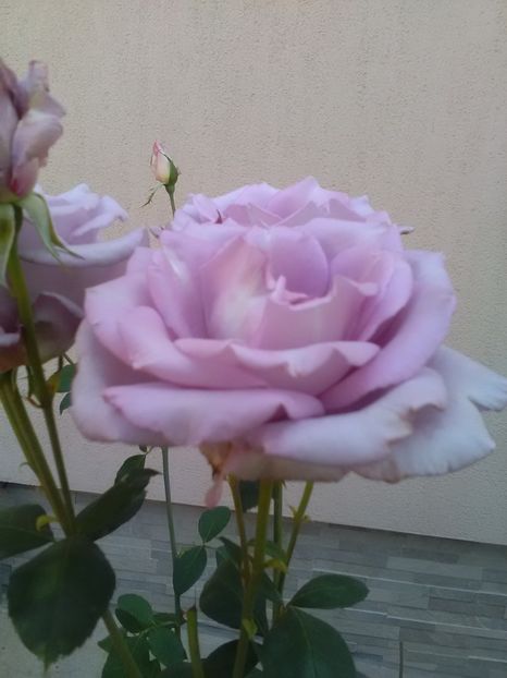  - Gradina luna mai 2018