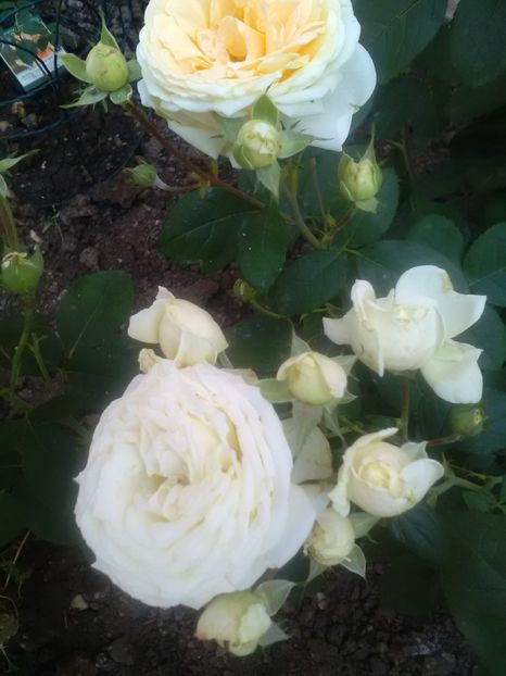  - Gradina luna mai 2018