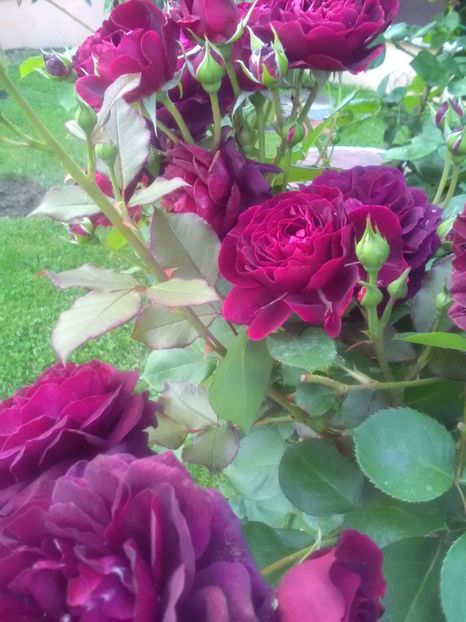  - Gradina luna mai 2018