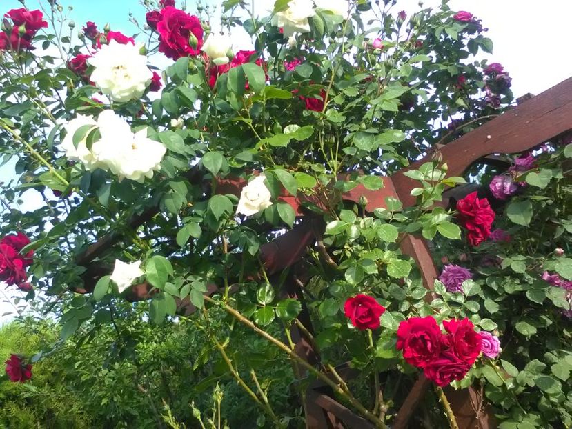  - Trandafiri mai 2018