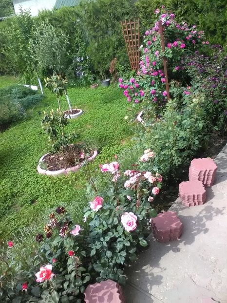  - Trandafiri mai 2018