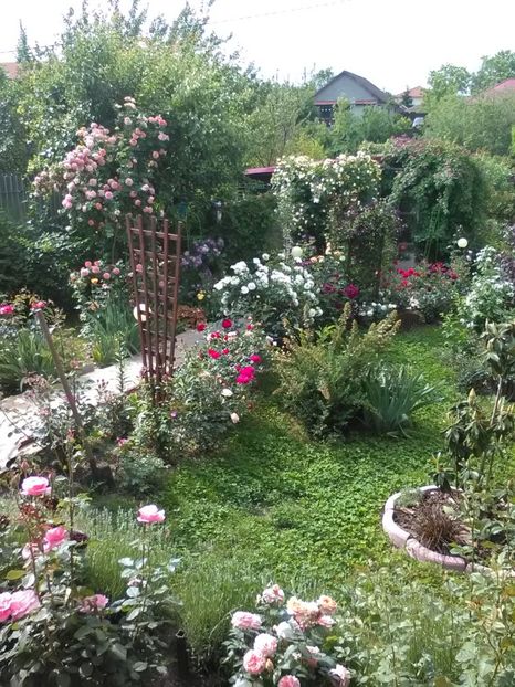  - Trandafiri mai 2018