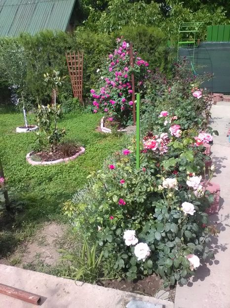  - Trandafiri mai 2018