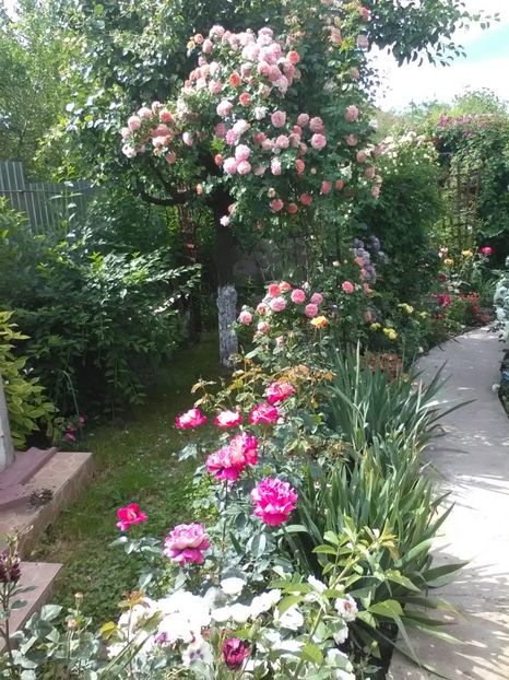  - Trandafiri mai 2018