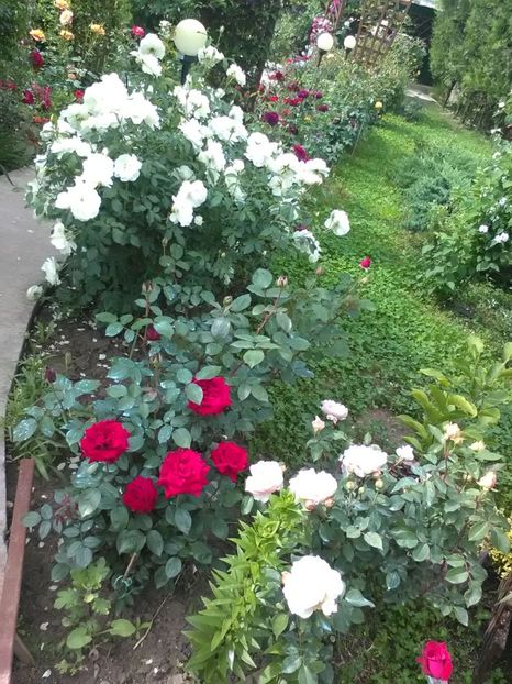  - Trandafiri mai 2018