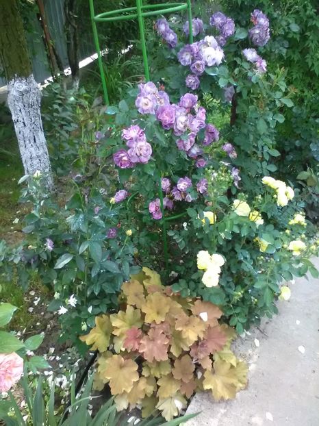  - Trandafiri mai 2018