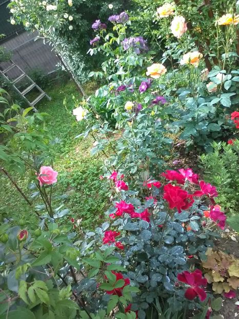  - Trandafiri mai 2018