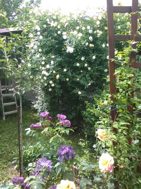  - Trandafiri mai 2018