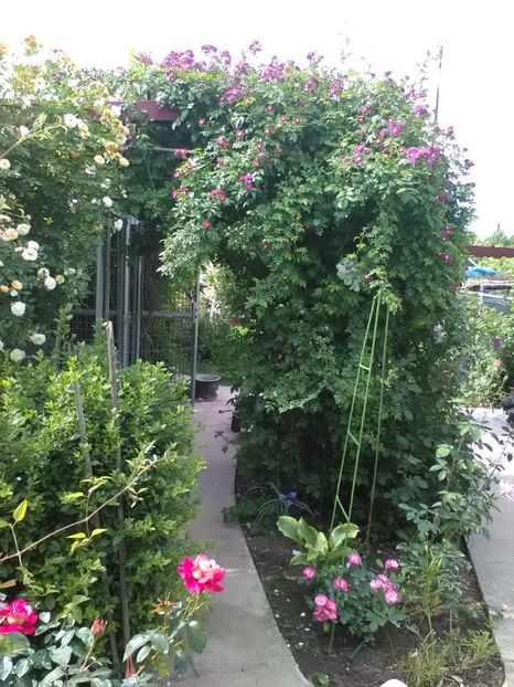  - Trandafiri mai 2018