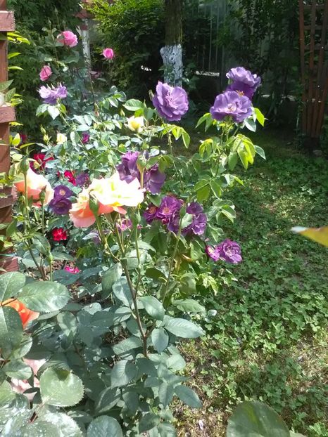  - Trandafiri mai 2018