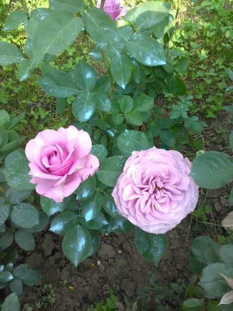  - Trandafiri mai 2018