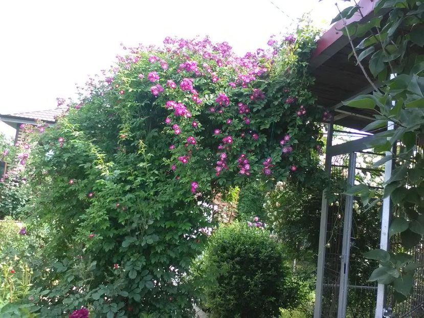  - Trandafiri mai 2018