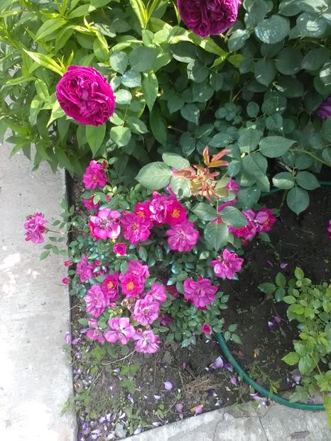  - Trandafiri mai 2018