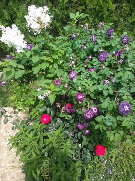  - Trandafiri mai 2018