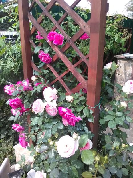  - Trandafiri mai 2018