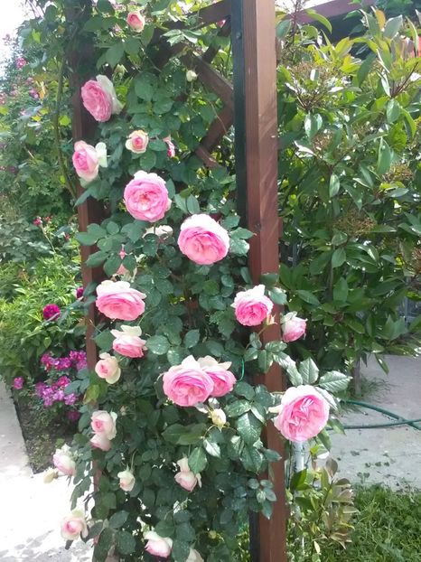  - Trandafiri mai 2018