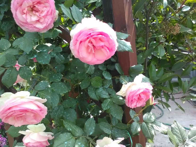  - Trandafiri mai 2018