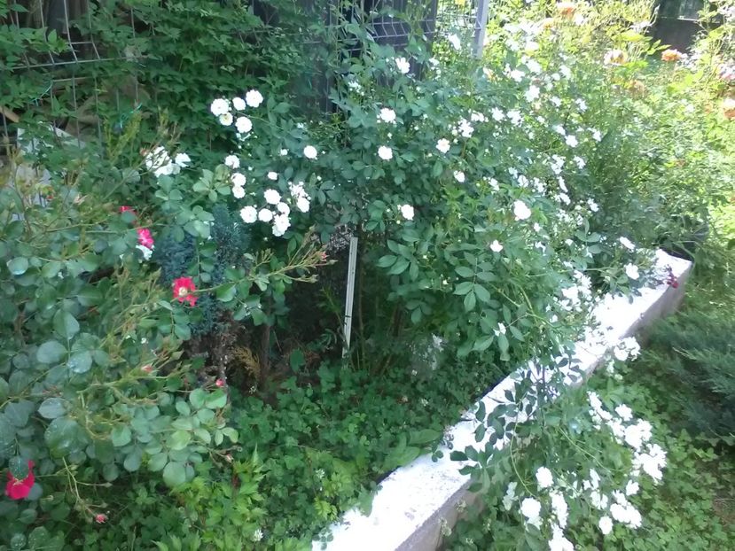  - Trandafiri mai 2018