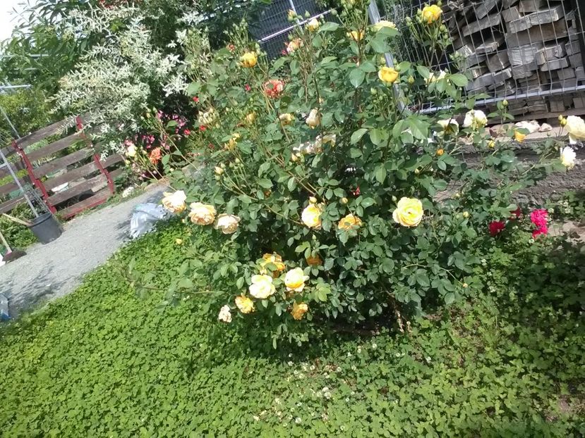  - Trandafiri mai 2018