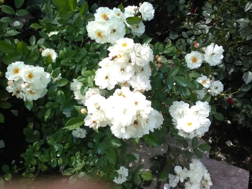  - Trandafiri mai 2018