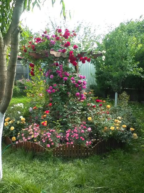  - Trandafiri mai 2018