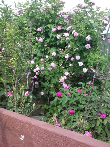  - Trandafiri mai 2018