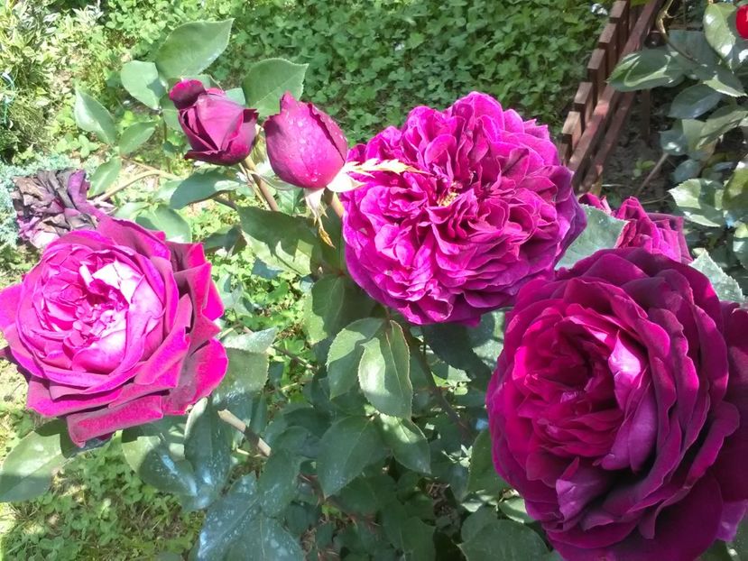  - Trandafiri mai 2018