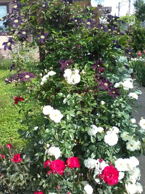  - Trandafiri mai 2018